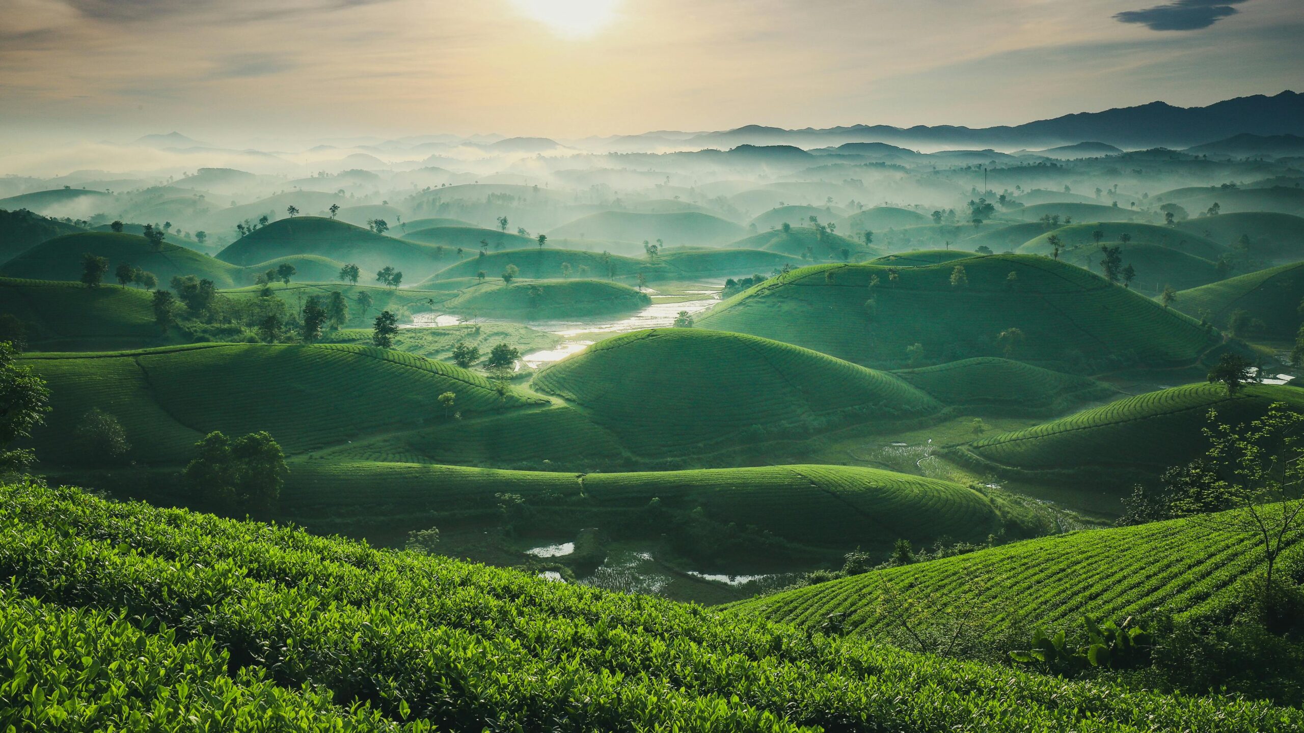Breathtaking view of lush tea plantations in Phú Thọ, Vietnam bathed in soft sunrise light.